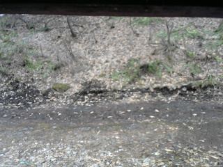 長野県菅平高原 ゆたか山荘 東側(坂下) 2026/04/04 11:15