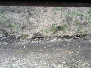 長野県菅平高原 ゆたか山荘 東側(坂下) 2026/04/04 11:30