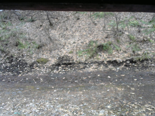 長野県菅平高原 ゆたか山荘 東側(坂下) 2026/04/04 11:45