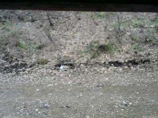 長野県菅平高原 ゆたか山荘 東側(坂下) 2026/04/09 14:30