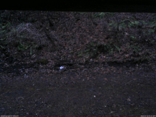 長野県菅平高原 ゆたか山荘 東側(坂下) 2026/04/10 05:15