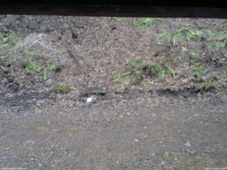 長野県菅平高原 ゆたか山荘 東側(坂下) 2026/04/10 06:15