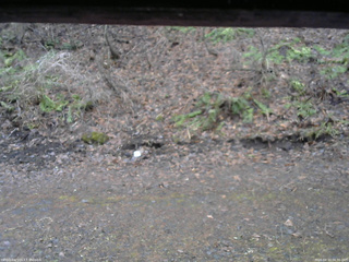 長野県菅平高原 ゆたか山荘 東側(坂下) 2026/04/10 06:30