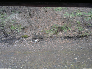 長野県菅平高原 ゆたか山荘 東側(坂下) 2026/04/10 07:15