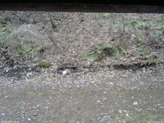 長野県菅平高原 ゆたか山荘 東側(坂下) 2026/04/10 08:00