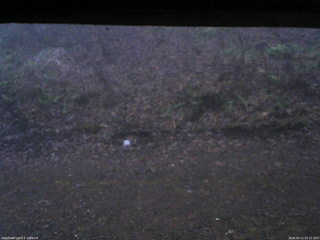 長野県菅平高原 ゆたか山荘 東側(坂下) 2026/04/11 05:15