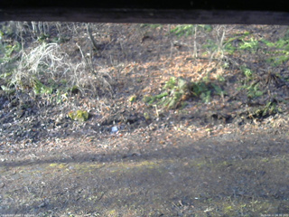 長野県菅平高原 ゆたか山荘 東側(坂下) 2026/04/11 06:30