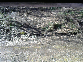 長野県菅平高原 ゆたか山荘 東側(坂下) 2026/04/11 07:45