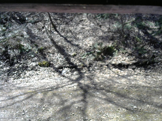 長野県菅平高原 ゆたか山荘 東側(坂下) 2026/04/11 09:45