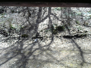 長野県菅平高原 ゆたか山荘 東側(坂下) 2026/04/11 11:45