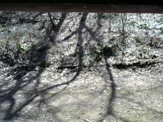 長野県菅平高原 ゆたか山荘 東側(坂下) 2026/04/11 12:00