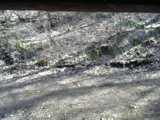 長野県菅平高原 ゆたか山荘 東側(坂下) 2026/04/11 14:45