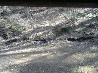 長野県菅平高原 ゆたか山荘 東側(坂下) 2026/04/11 15:00