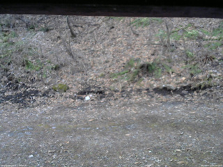 長野県菅平高原 ゆたか山荘 東側(坂下) 2026/04/12 05:30