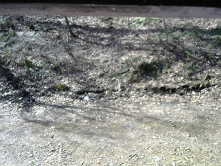 長野県菅平高原 ゆたか山荘 東側(坂下) 2026/04/12 08:15