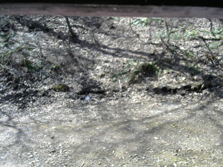 長野県菅平高原 ゆたか山荘 東側(坂下) 2026/04/12 09:00