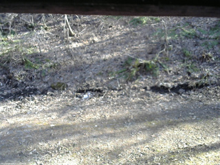 長野県菅平高原 ゆたか山荘 東側(坂下) 2026/04/12 15:45