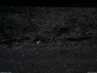 長野県菅平高原 ゆたか山荘 東側(坂下) 2026/04/13 05:00