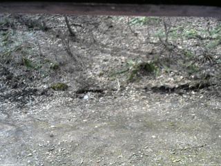 長野県菅平高原 ゆたか山荘 東側(坂下) 2026/04/13 09:00