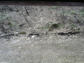 長野県菅平高原 ゆたか山荘 東側(坂下) 2026/04/13 09:45