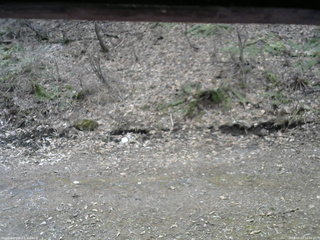 長野県菅平高原 ゆたか山荘 東側(坂下) 2026/04/13 10:00