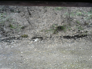 長野県菅平高原 ゆたか山荘 東側(坂下) 2026/04/13 10:15