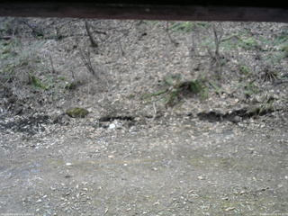 長野県菅平高原 ゆたか山荘 東側(坂下) 2026/04/13 10:30