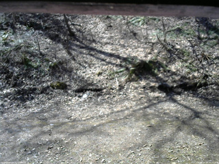 長野県菅平高原 ゆたか山荘 東側(坂下) 2026/04/14 09:15