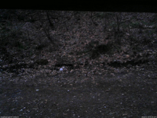 長野県菅平高原 ゆたか山荘 東側(坂下) 2026/04/15 05:00