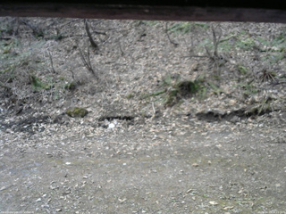 長野県菅平高原 ゆたか山荘 東側(坂下) 2026/04/15 09:15