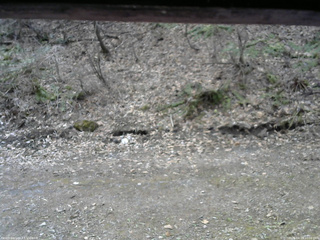 長野県菅平高原 ゆたか山荘 東側(坂下) 2026/04/15 10:00