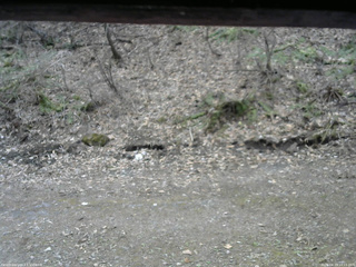 長野県菅平高原 ゆたか山荘 東側(坂下) 2026/04/15 10:15