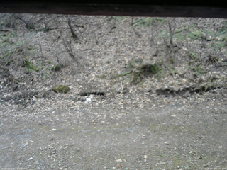 長野県菅平高原 ゆたか山荘 東側(坂下) 2026/04/15 10:45