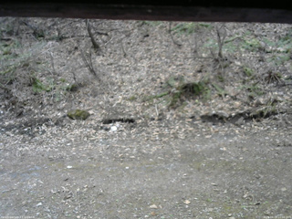 長野県菅平高原 ゆたか山荘 東側(坂下) 2026/04/15 11:00