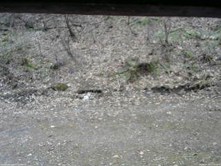 長野県菅平高原 ゆたか山荘 東側(坂下) 2026/04/15 11:30