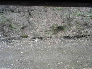 長野県菅平高原 ゆたか山荘 東側(坂下) 2026/04/15 11:45