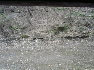 長野県菅平高原 ゆたか山荘 東側(坂下) 2026/04/15 13:15