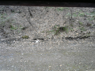 長野県菅平高原 ゆたか山荘 東側(坂下) 2026/04/15 13:45