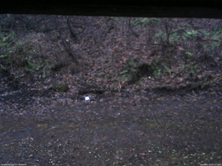 長野県菅平高原 ゆたか山荘 東側(坂下) 2026/04/16 05:15