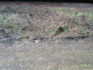 長野県菅平高原 ゆたか山荘 東側(坂下) 2026/04/16 07:30