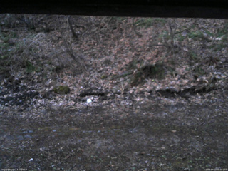 長野県菅平高原 ゆたか山荘 東側(坂下) 2026/04/17 05:00