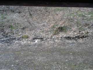 長野県菅平高原 ゆたか山荘 東側(坂下) 2026/04/17 05:30