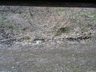 長野県菅平高原 ゆたか山荘 東側(坂下) 2026/04/17 05:45