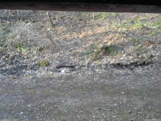 長野県菅平高原 ゆたか山荘 東側(坂下) 2026/04/17 06:00