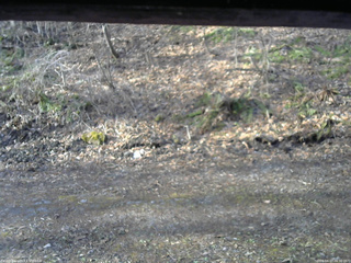 長野県菅平高原 ゆたか山荘 東側(坂下) 2026/04/17 06:30