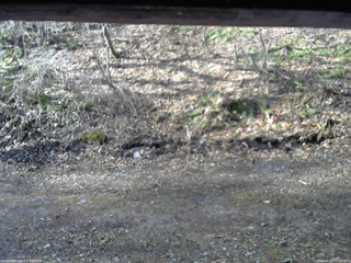 長野県菅平高原 ゆたか山荘 東側(坂下) 2026/04/17 07:00