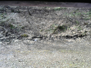 長野県菅平高原 ゆたか山荘 東側(坂下) 2026/04/17 08:00