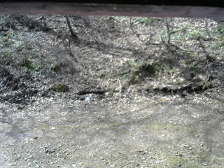 長野県菅平高原 ゆたか山荘 東側(坂下) 2026/04/17 09:00