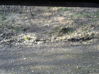 長野県菅平高原 ゆたか山荘 東側(坂下) 2026/04/18 06:30