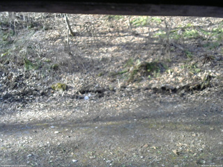 長野県菅平高原 ゆたか山荘 東側(坂下) 2026/04/18 06:45